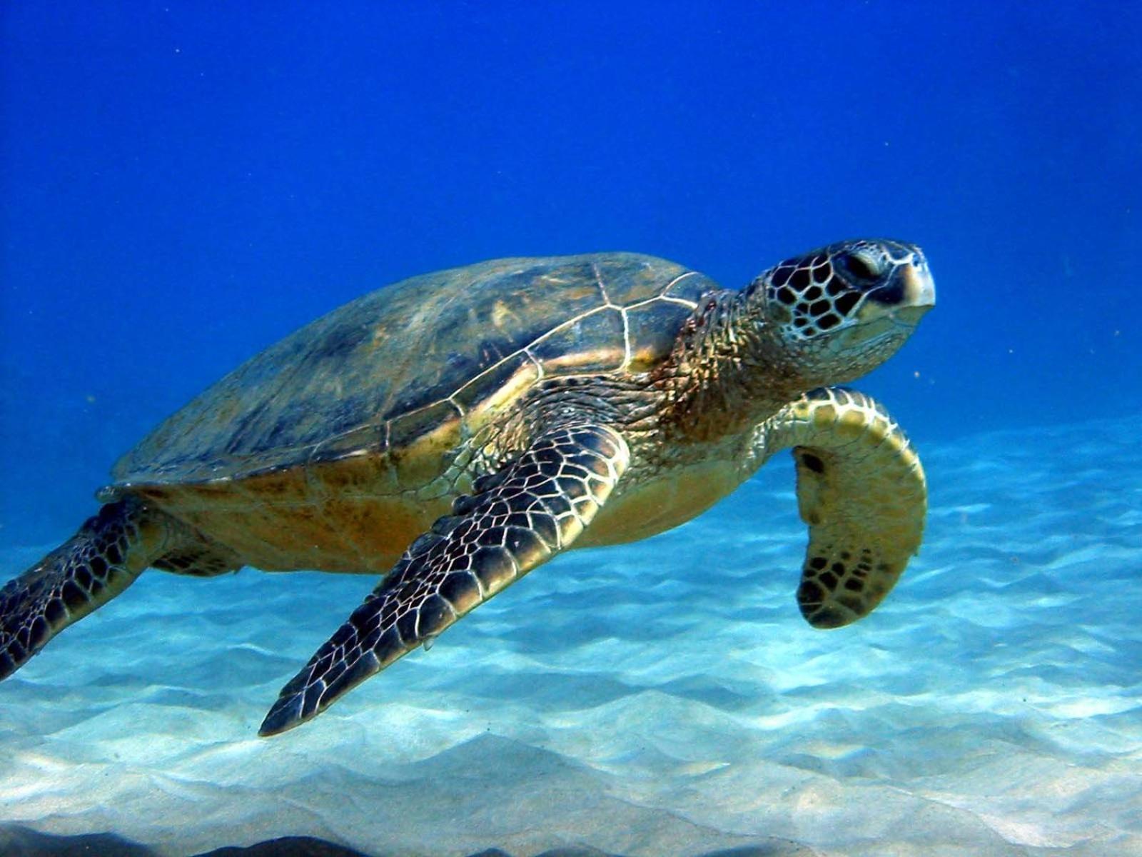 Weera * Unawatuna